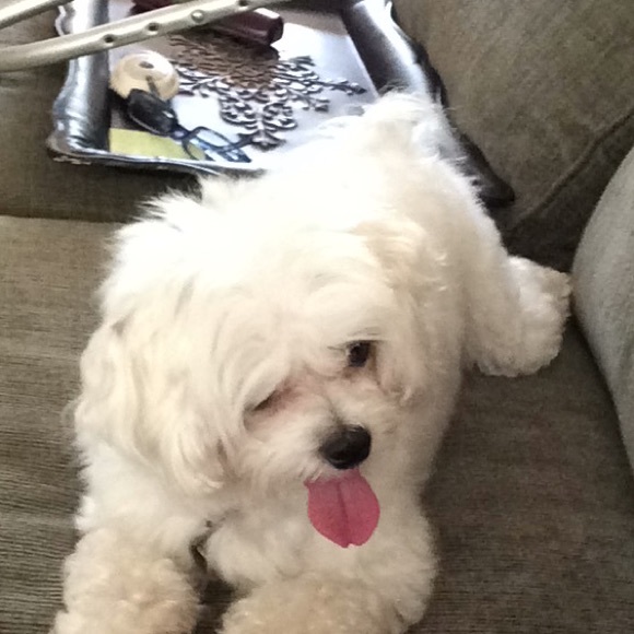 Meet your Posher, Paula - Picture 1 of 1